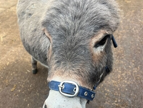 Customer Photo of Miniature Donkey Walking Solihull
